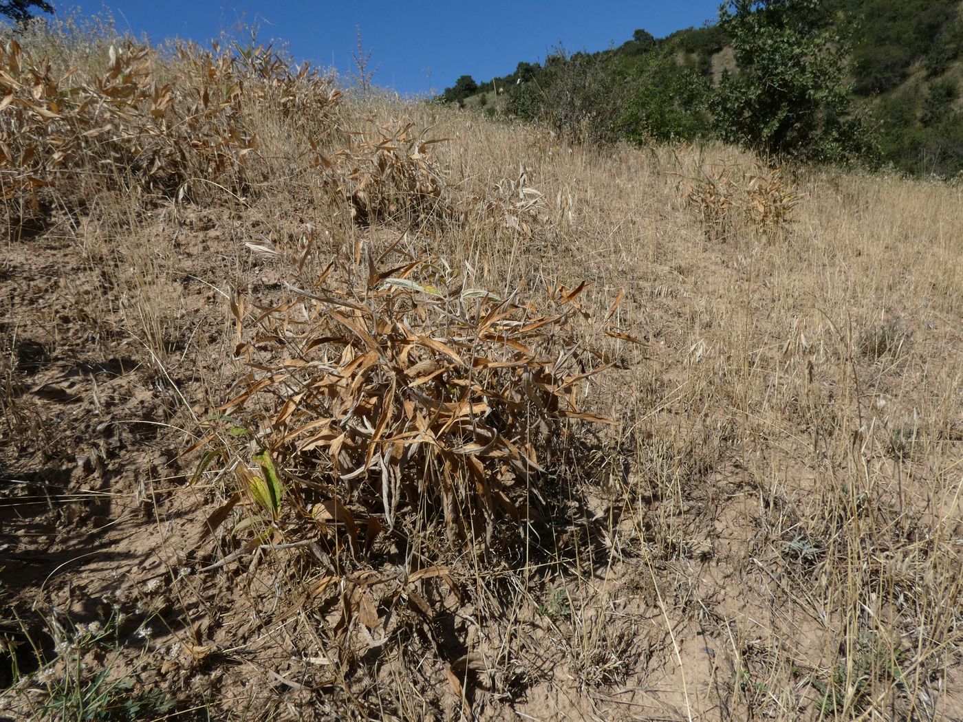 Image of Phlomis regelii specimen.