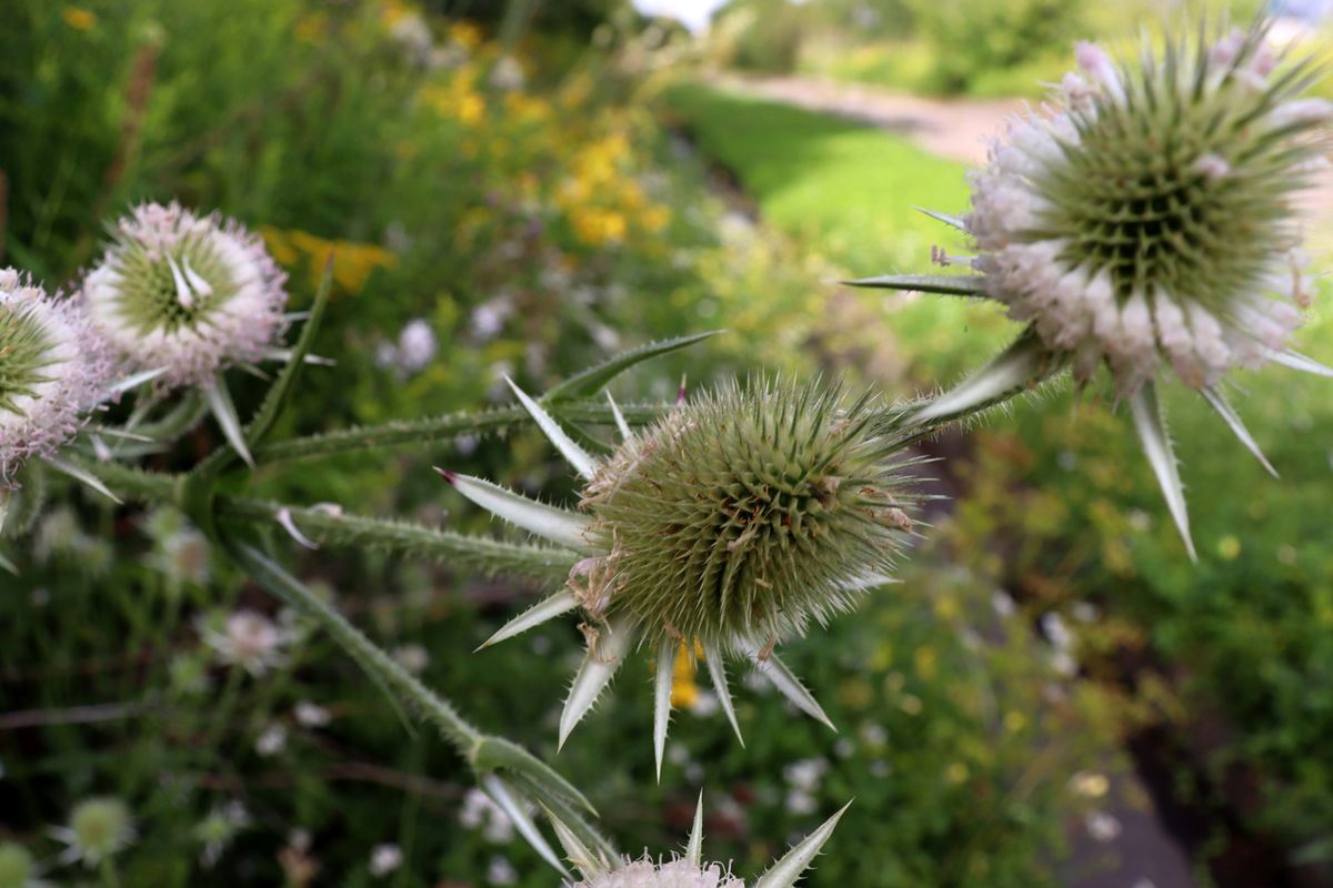 Image of genus Dipsacus specimen.