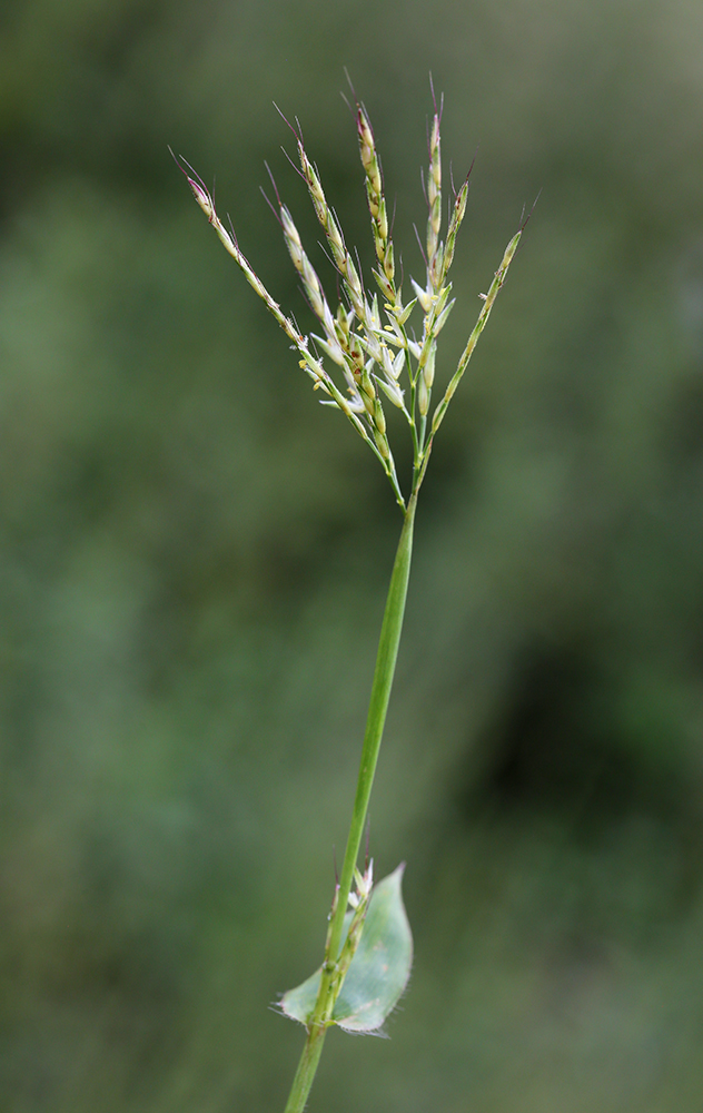 Image of Arthraxon langsdorffii specimen.