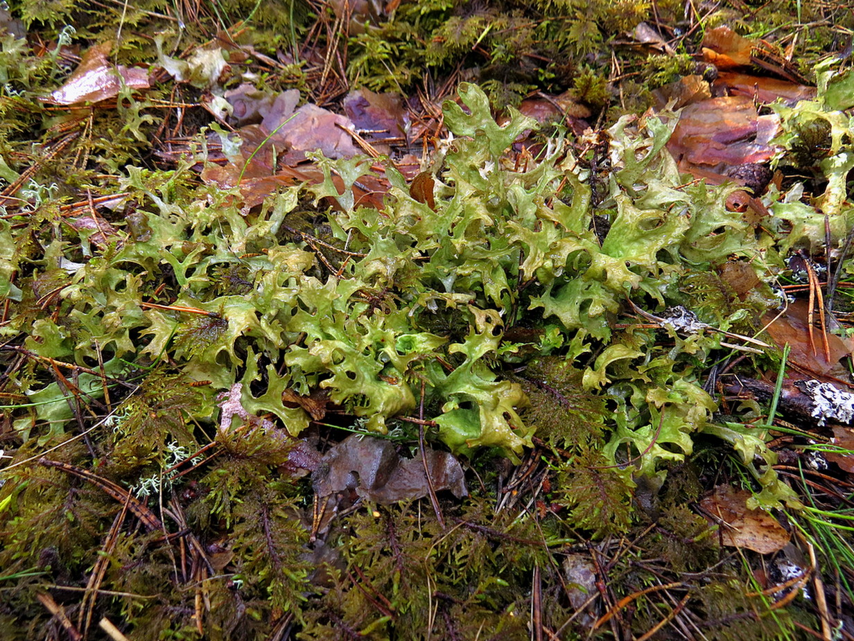 Image of Cetraria islandica specimen.