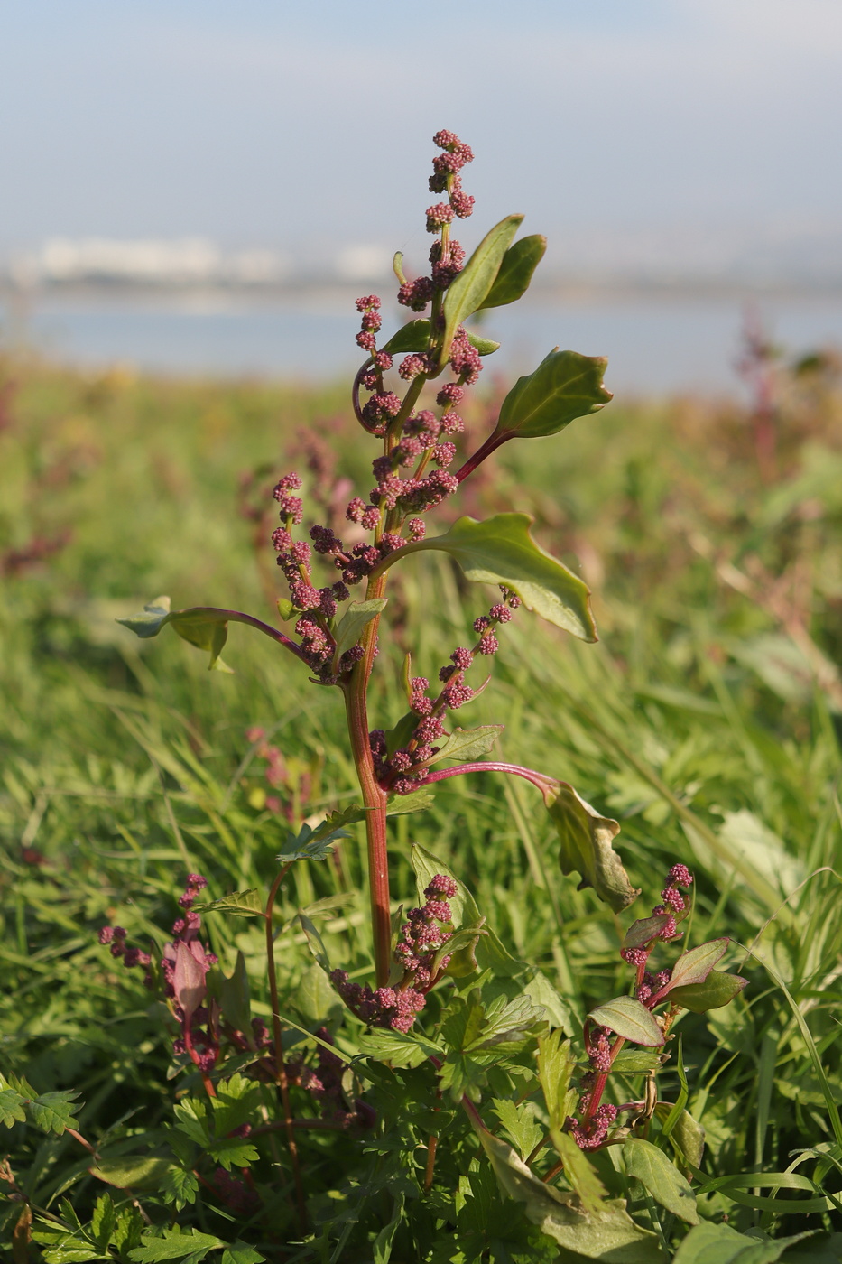 Изображение особи Oxybasis chenopodioides.