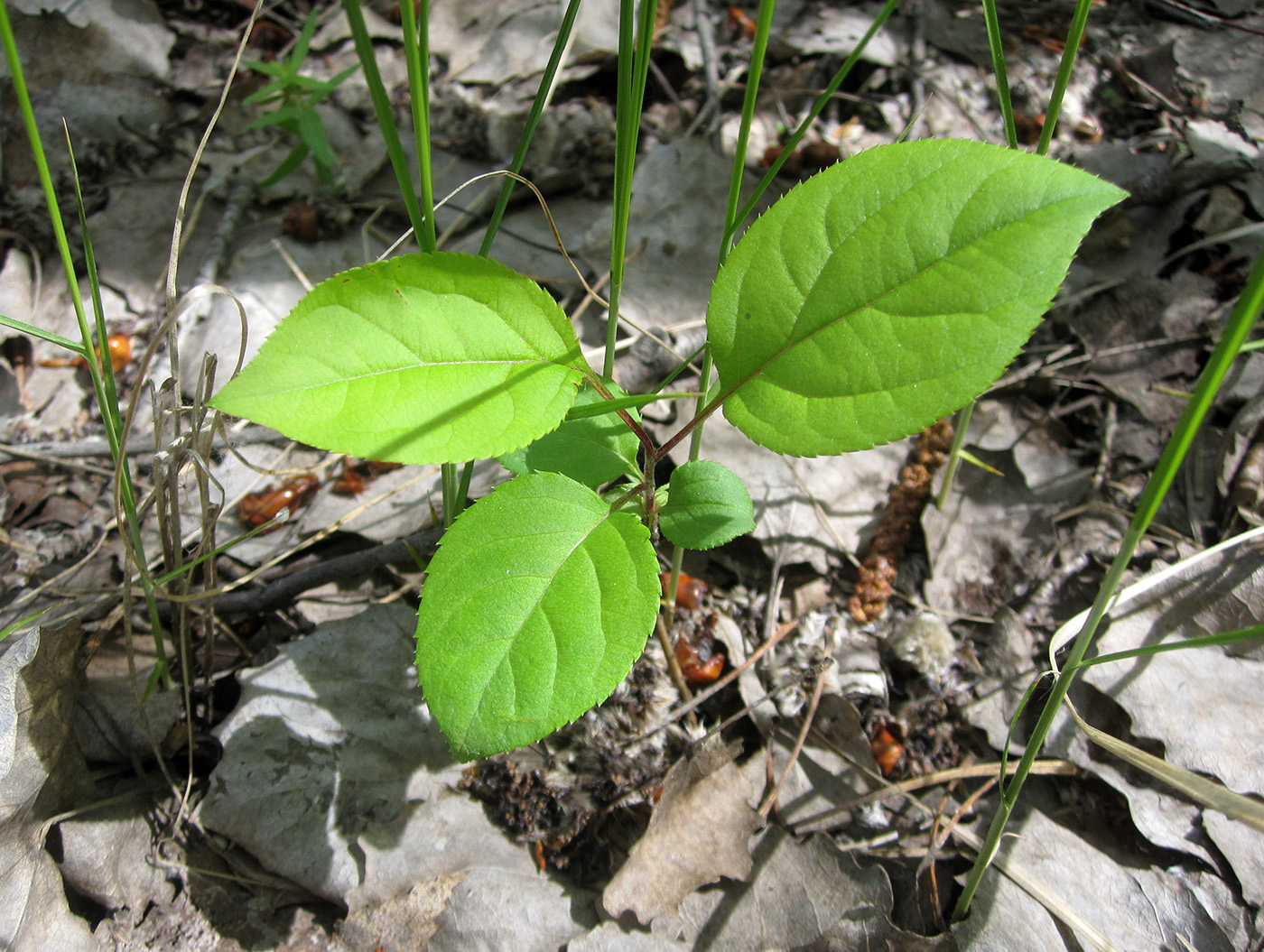 Image of Malus baccata specimen.