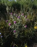 Cirsium polonicum. Цветущее растение. Липецкая обл., Данковский р-н, окр. дер. Масловка, 1 км выше устья р. Паники, обочина грунтовой дороги у лесополосы. 3 августа 2024 г.