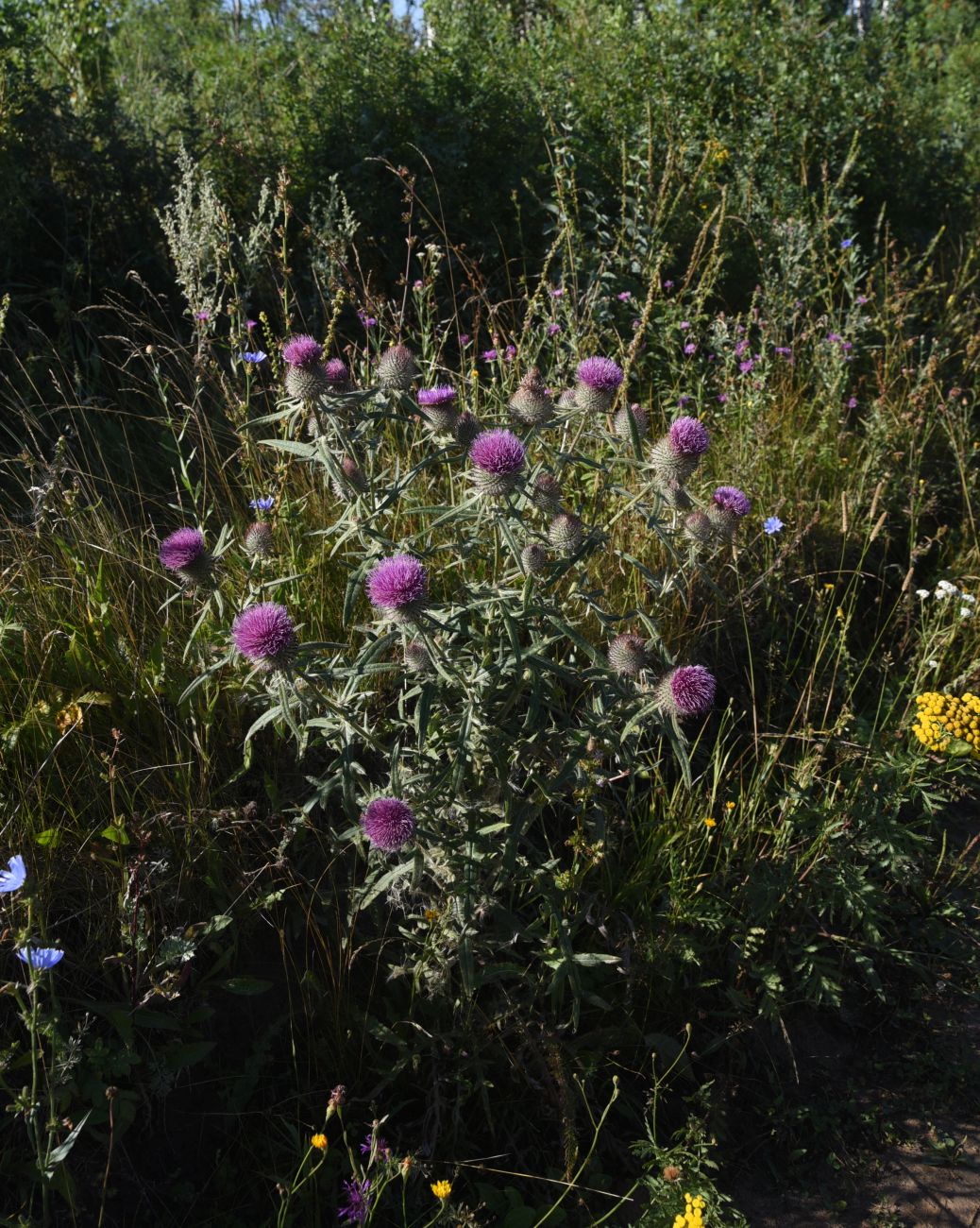 Image of Cirsium polonicum specimen.