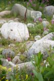 Calamagrostis balkharica. Плодоносящее растение. Кабардино-Балкария, Черекский р-н, окр. с/п Верхняя Балкария, берег р. Псыгансу, ≈ 2100 м н.у.м., среди валунов. 31.07.2024.