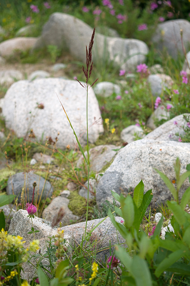 Image of Calamagrostis balkharica specimen.