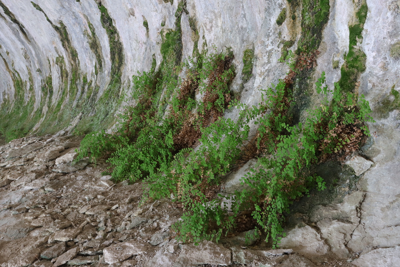 Изображение особи Adiantum capillus-veneris.