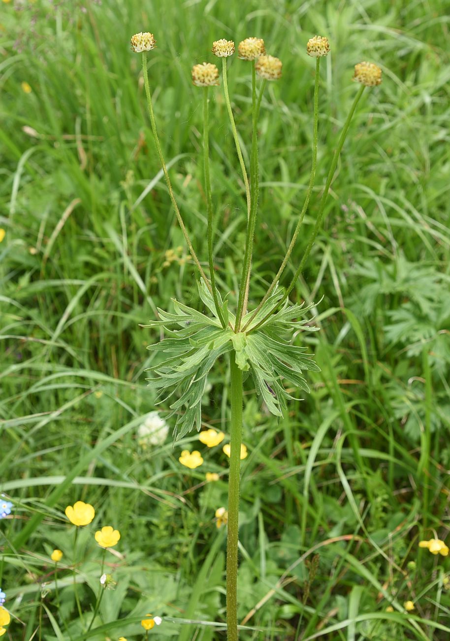 Image of Anemonastrum fasciculatum specimen.