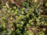 семейство Brassicaceae. Часть соплодия. Крым, Южный Берег, городской округ Алушта, окр. с. Нижняя Кутузовка, участок нераспаханной земли среди сельхозугодий. 02.06.2024.