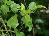 Smilax excelsa