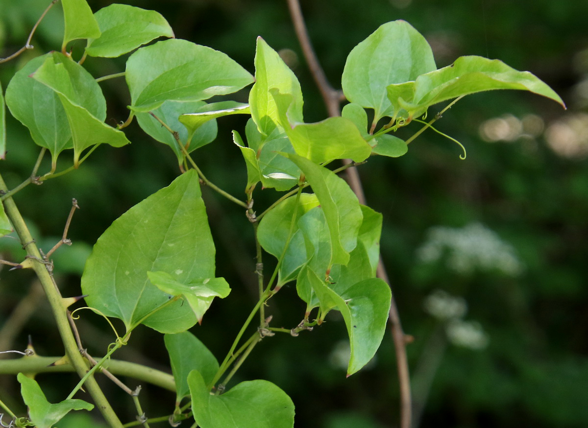 Изображение особи Smilax excelsa.