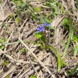 Scilla bifolia