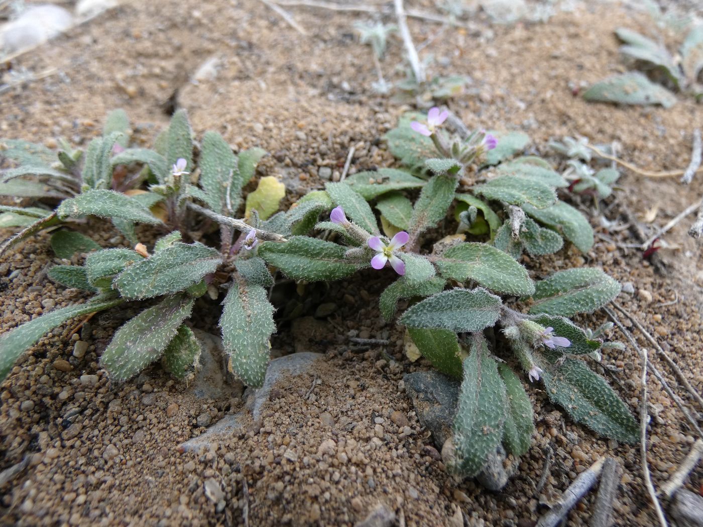 Изображение особи Strigosella stenopetala.