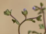 Campanula erinus