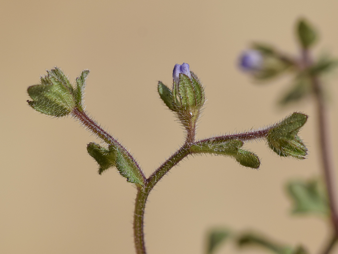 Image of Campanula erinus specimen.