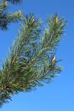 View full-size image Pinus sylvestris