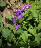 View full-size image Campanula latifolia