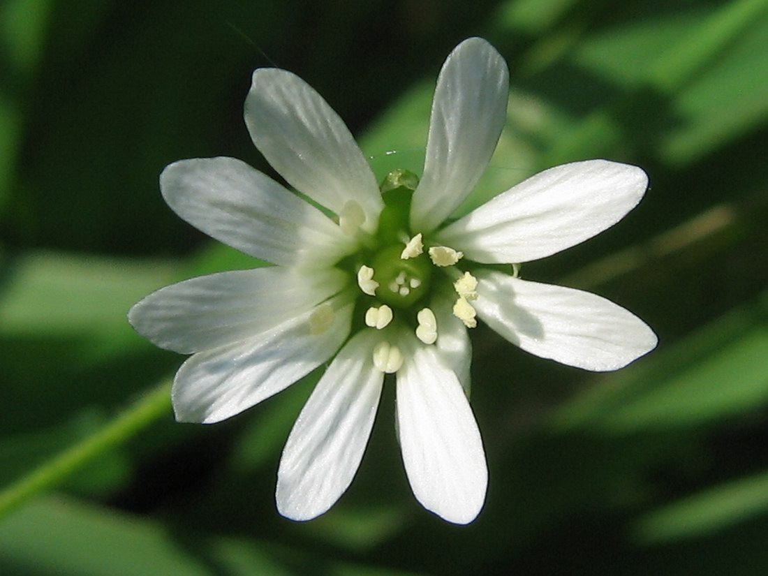 Image of Stellaria nemorum specimen.