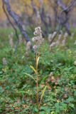 Solidago virgaurea ssp. lapponica