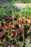 View full-size image Coleus scutellarioides