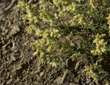 View full-size image Silene spergulifolia