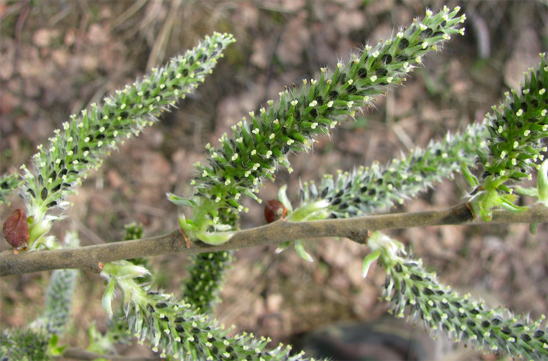 Image of Salix cinerea specimen.