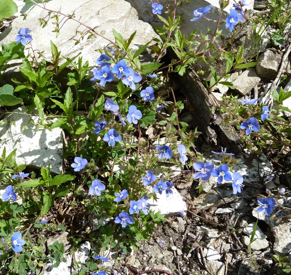 Image of Veronica umbrosa specimen.