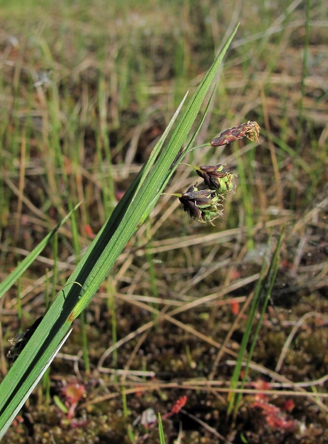 Image of Carex paupercula specimen.