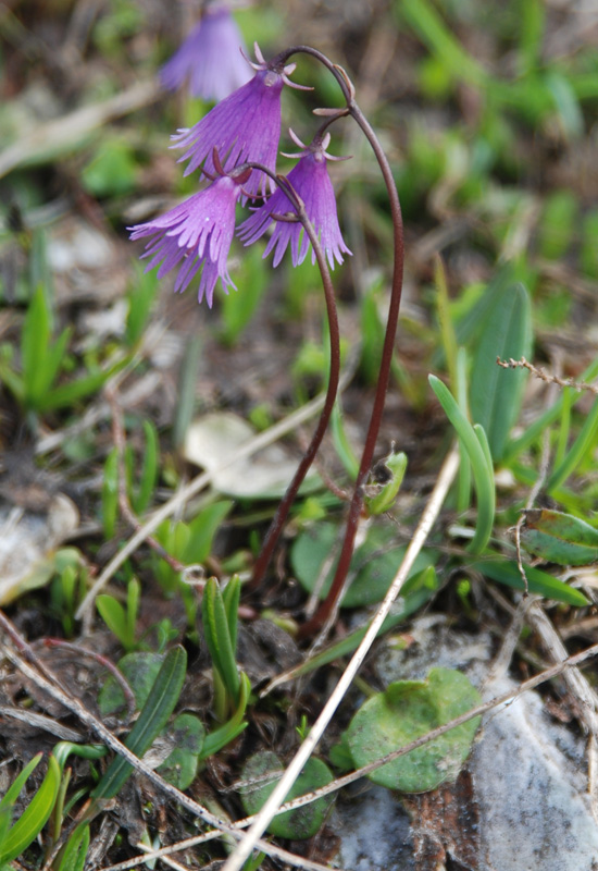 Изображение особи род Soldanella.