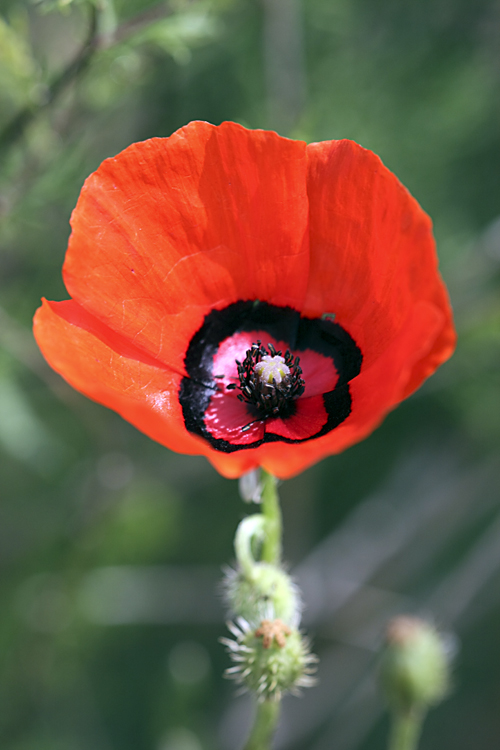 Image of Papaver pavoninum specimen.