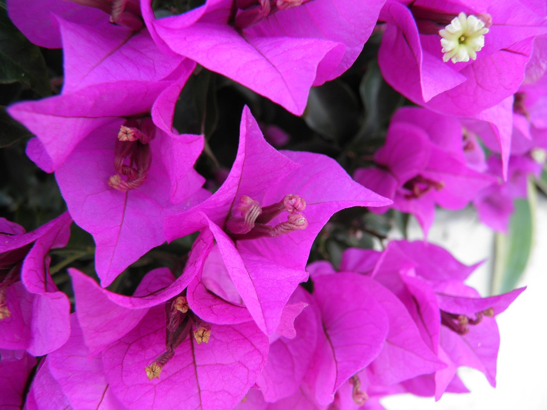 Image of genus Bougainvillea specimen.