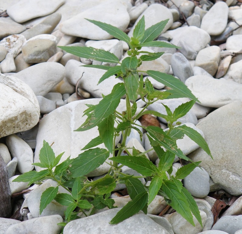 Image of Mercurialis annua specimen.