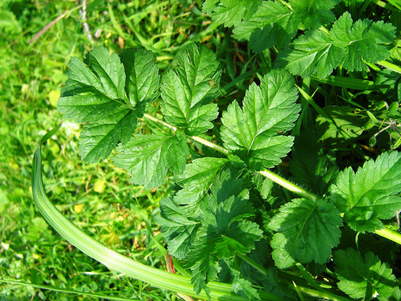 Изображение особи Erodium moschatum.