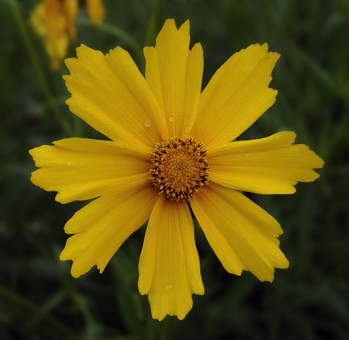 Image of genus Coreopsis specimen.