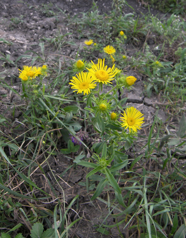 Image of Inula britannica specimen.