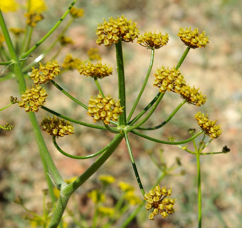 Изображение особи Ferula syreitschikowii.