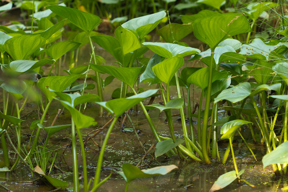 Image of Calla palustris specimen.