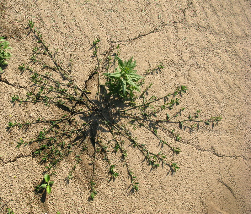 Изображение особи Polygonum calcatum.