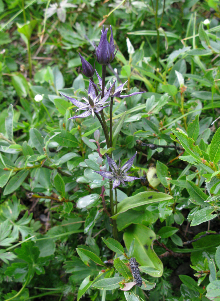 Image of Swertia stenopetala specimen.