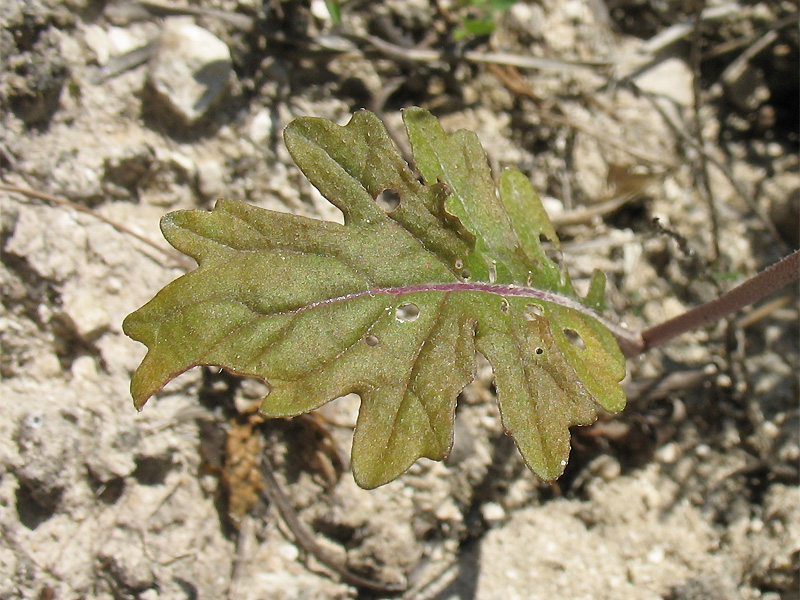 Image of Erucastrum gallicum specimen.