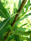 Salix × undulata