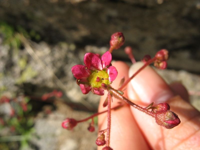 Изображение особи Saxifraga kolenatiana.