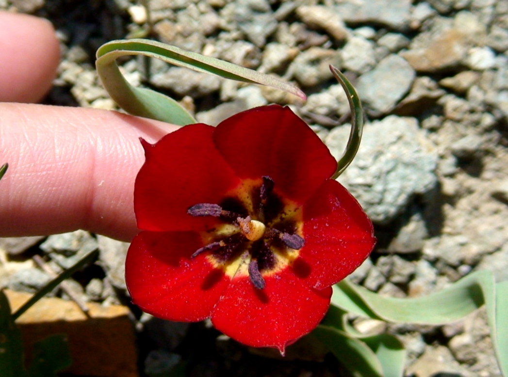 Image of Tulipa julia specimen.