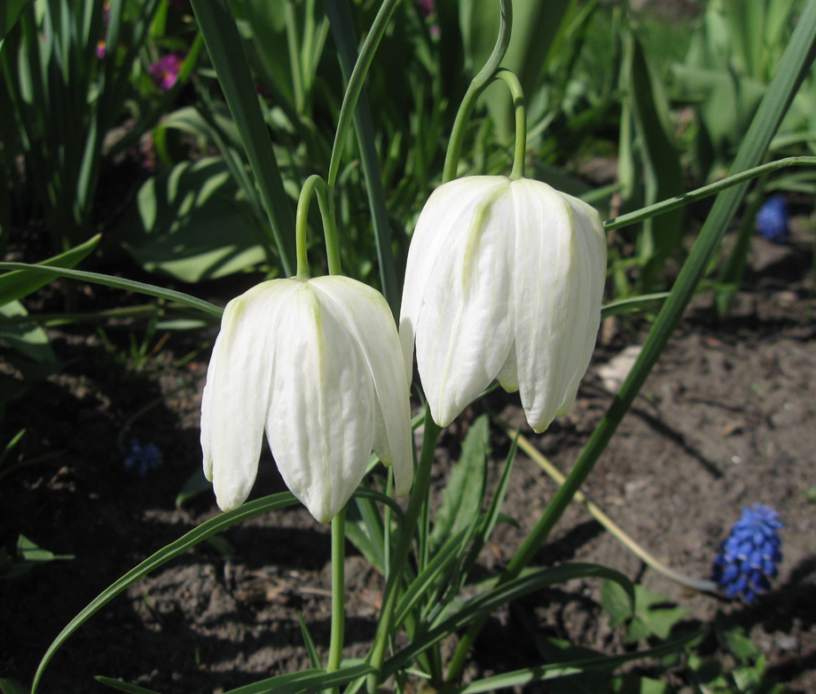 Image of Fritillaria meleagris specimen.