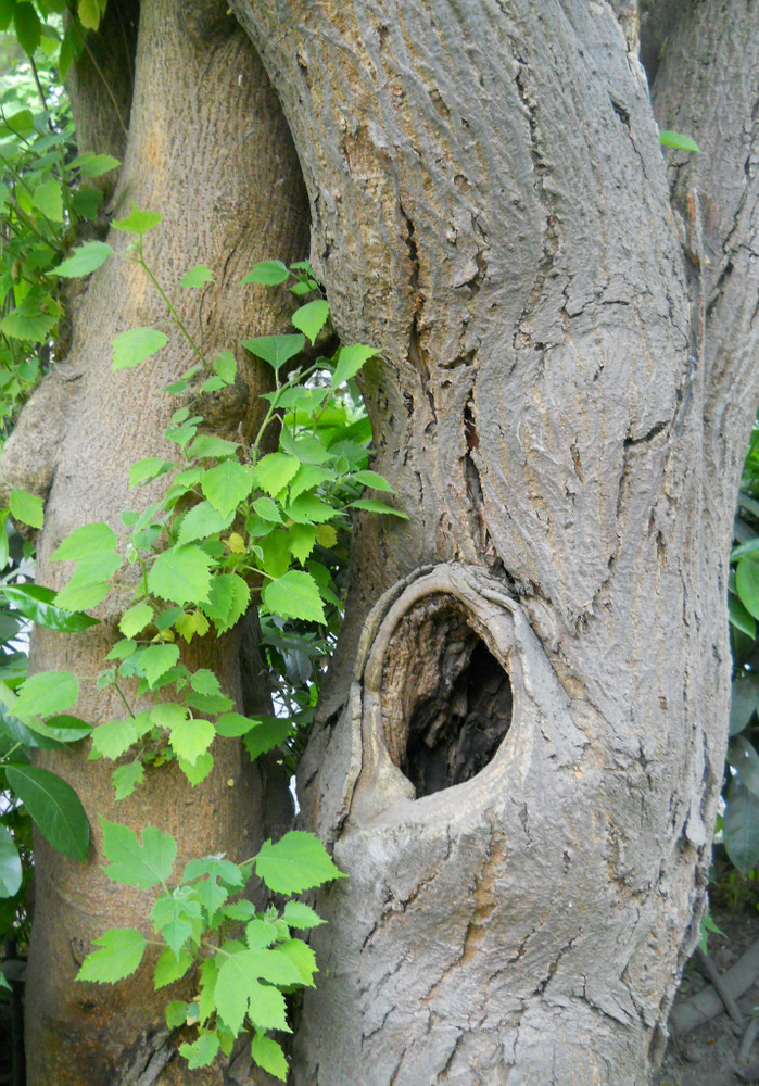 Image of Broussonetia papyrifera specimen.