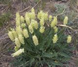 Смотреть изображение Astragalus follicularis