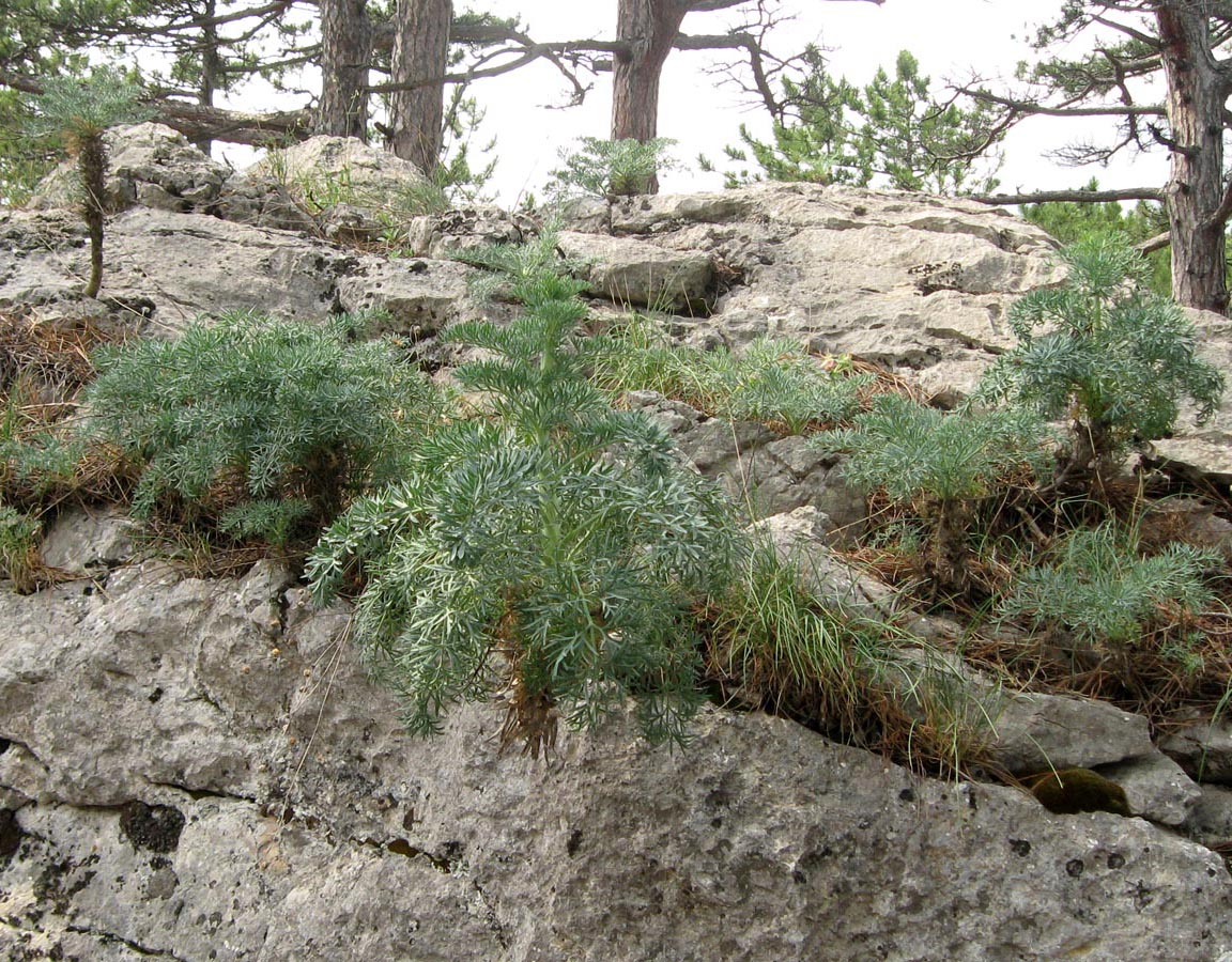 Image of Seseli gummiferum specimen.