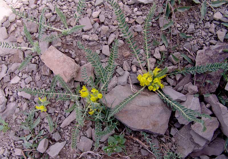 Изображение особи Astragalus pseudoutriger.