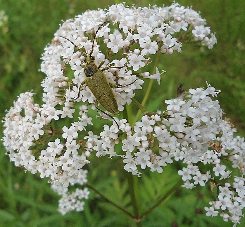 Изображение особи Valeriana officinalis.