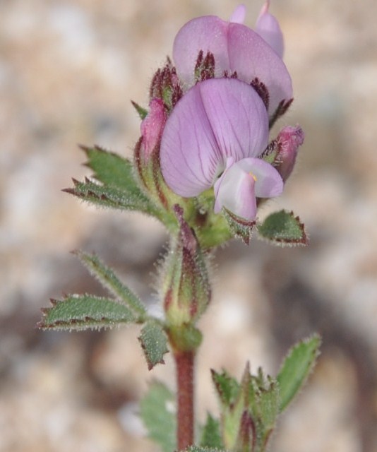 Image of Ononis repens specimen.